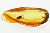 Detailed Fossil False Flower Beetle (Scraptiidae) in Baltic Amber #352692-1